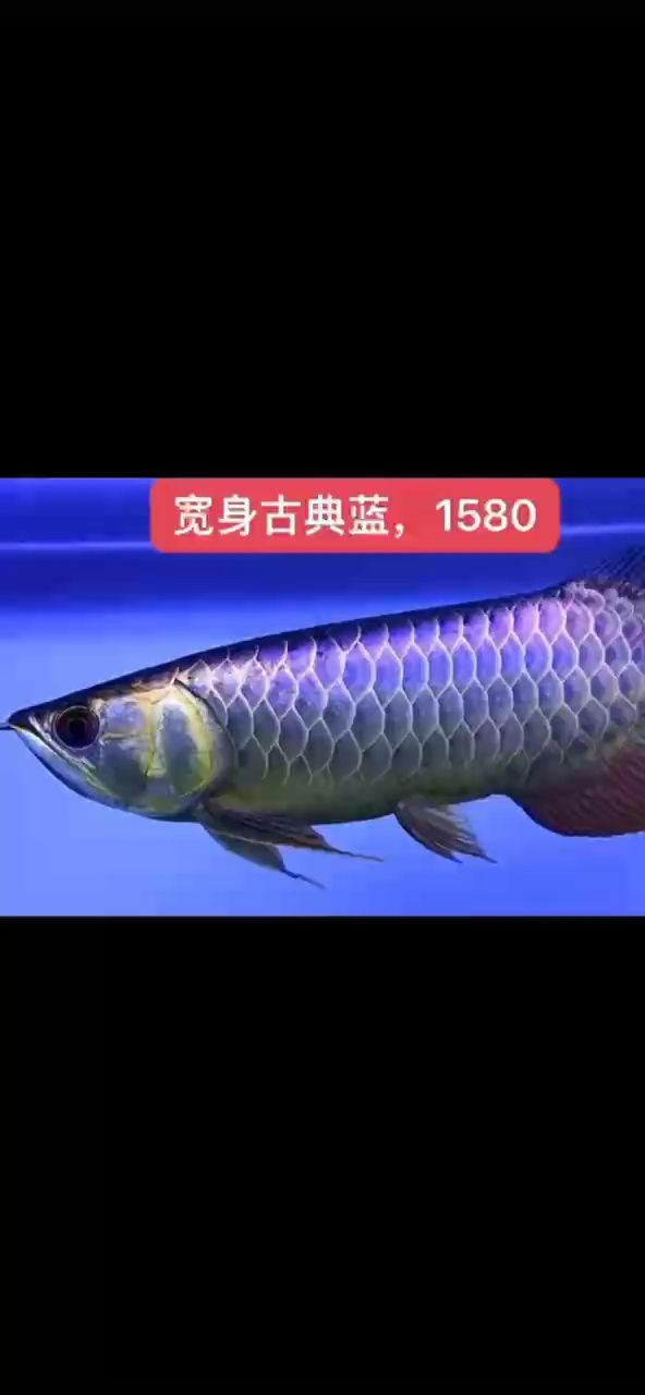 便宜出速度來 便宜出速度來 龍魚論壇
