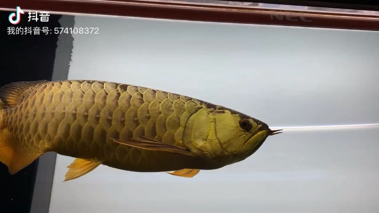 珠海市香洲這里有魚(yú)水族店 全國(guó)水族館企業(yè)名錄 第2張 珠海市香洲這里有魚(yú)水族店 珠海市香洲這里有魚(yú)水族店 全國(guó)水族館企業(yè)名錄 第2張