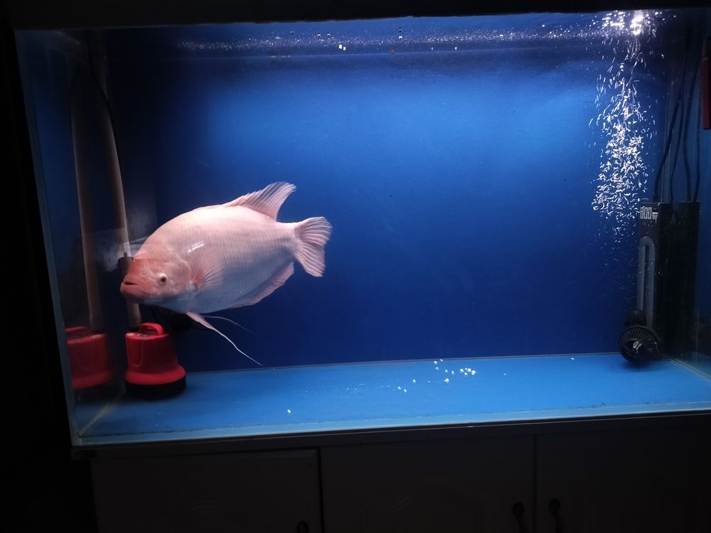 發財魚最近不吃食