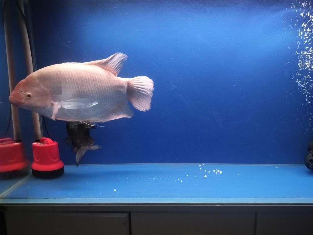 發財魚最近不吃食