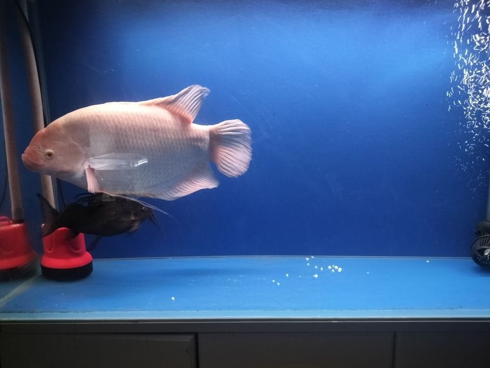 發財魚最近不吃食