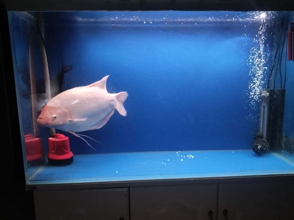 發財魚最近不吃食