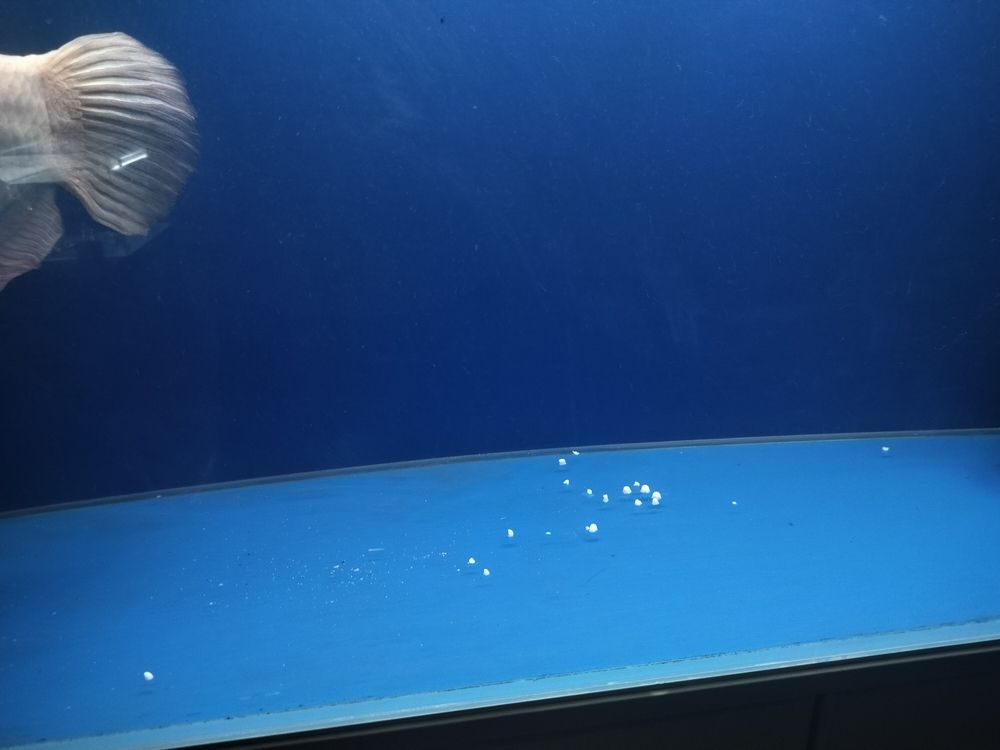 發財魚最近不吃食