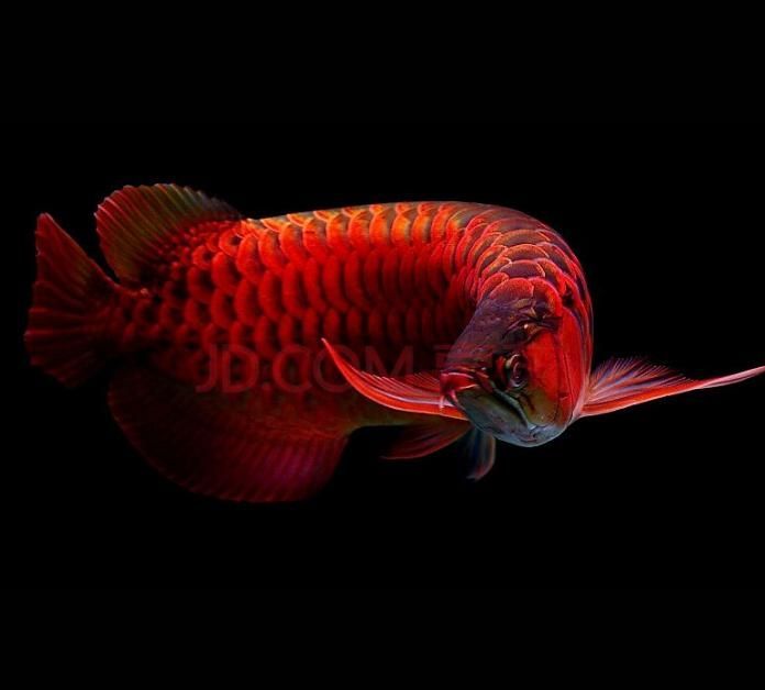 龍魚牌子寓意什么，龍魚在風水中的具體作用