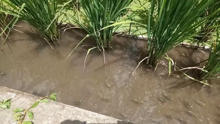 2020新品種觀賞魚：2020年新品種觀賞魚有哪些？