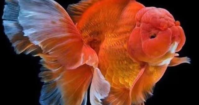 2020新品種觀賞魚：2020年新品種觀賞魚有哪些？