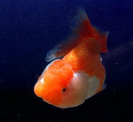 2020新品種觀賞魚：2020年新品種觀賞魚有哪些？