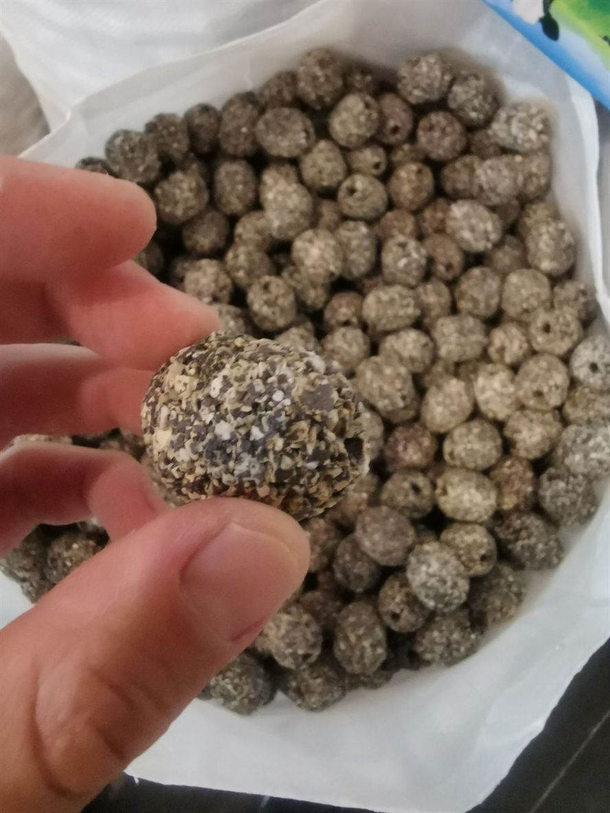 鐵嶺觀賞魚市場第一代博特瑪雅石特價處理買多了 博特水族 第2張 鐵嶺觀賞魚市場第一代博特瑪雅石特價處理買多了 鐵嶺觀賞魚市場第一代博特瑪雅石特價處理買多了 博特水族 第2張