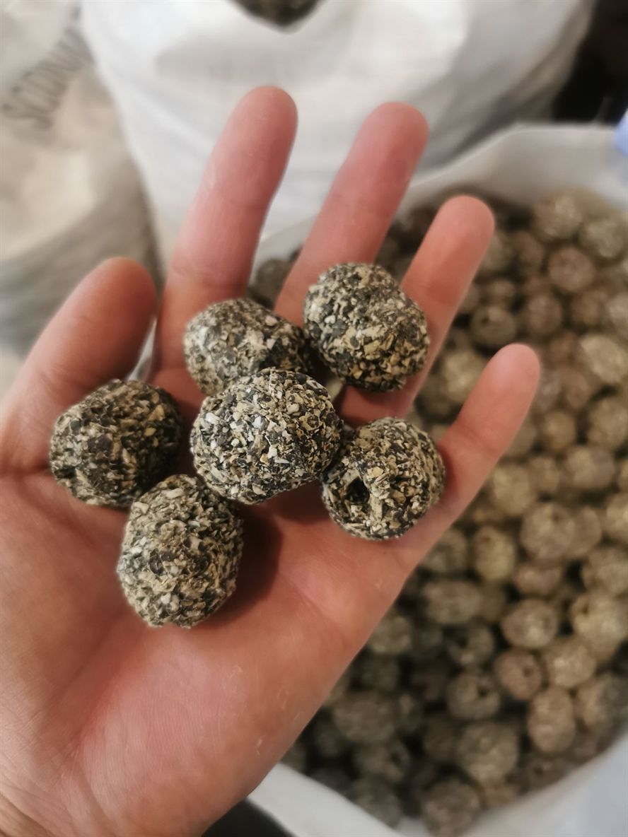 鐵嶺觀賞魚市場第一代博特瑪雅石特價處理買多了 博特水族 第3張 鐵嶺觀賞魚市場第一代博特瑪雅石特價處理買多了 鐵嶺觀賞魚市場第一代博特瑪雅石特價處理買多了 博特水族 第3張