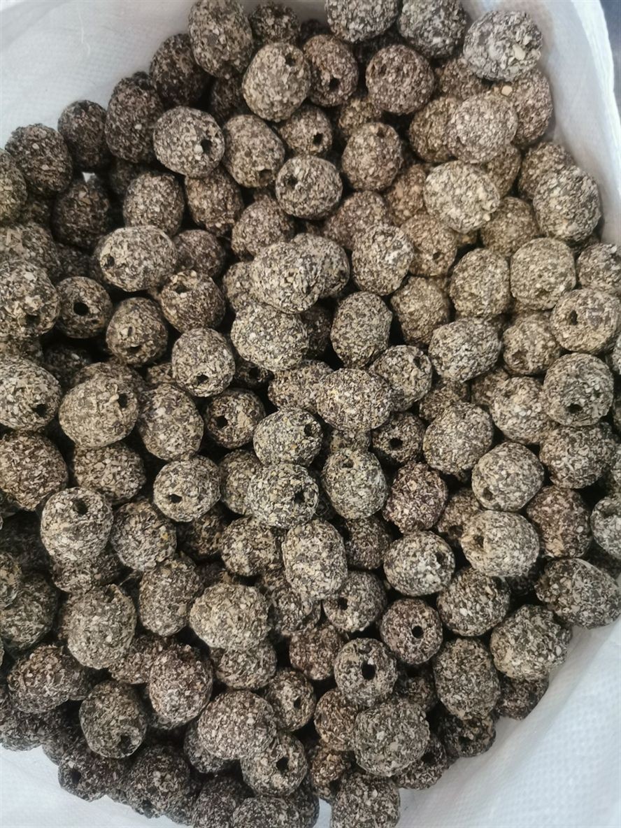 鐵嶺觀賞魚市場第一代博特瑪雅石特價處理買多了 鐵嶺觀賞魚市場第一代博特瑪雅石特價處理買多了 博特水族 第4張