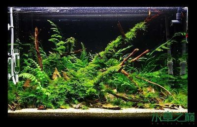 60魚缸沉木造景:60魚缸沉木造景實例分享60魚缸沉木造景實例分享 魚缸百科 第1張 60魚缸沉木造景:60魚缸沉木造景實例分享60魚缸沉木造景實例分享 60魚缸沉木造景:60魚缸沉木造景實例分享60魚缸沉木造景實例分享 魚缸百科 第1張