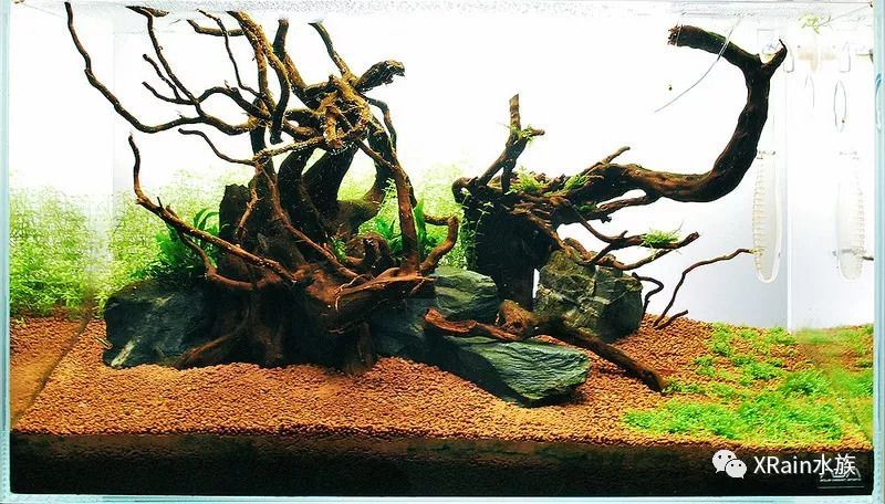 60魚缸沉木造景:60魚缸沉木造景實例分享60魚缸沉木造景實例分享 魚缸百科 第3張 60魚缸沉木造景:60魚缸沉木造景實例分享60魚缸沉木造景實例分享 60魚缸沉木造景:60魚缸沉木造景實例分享60魚缸沉木造景實例分享 魚缸百科 第3張