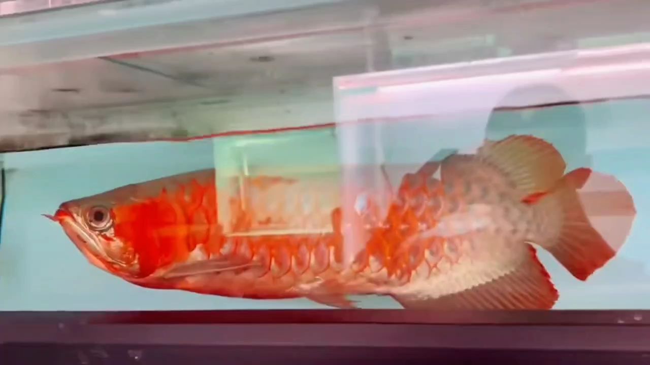 60公分左右鯊魚嘴