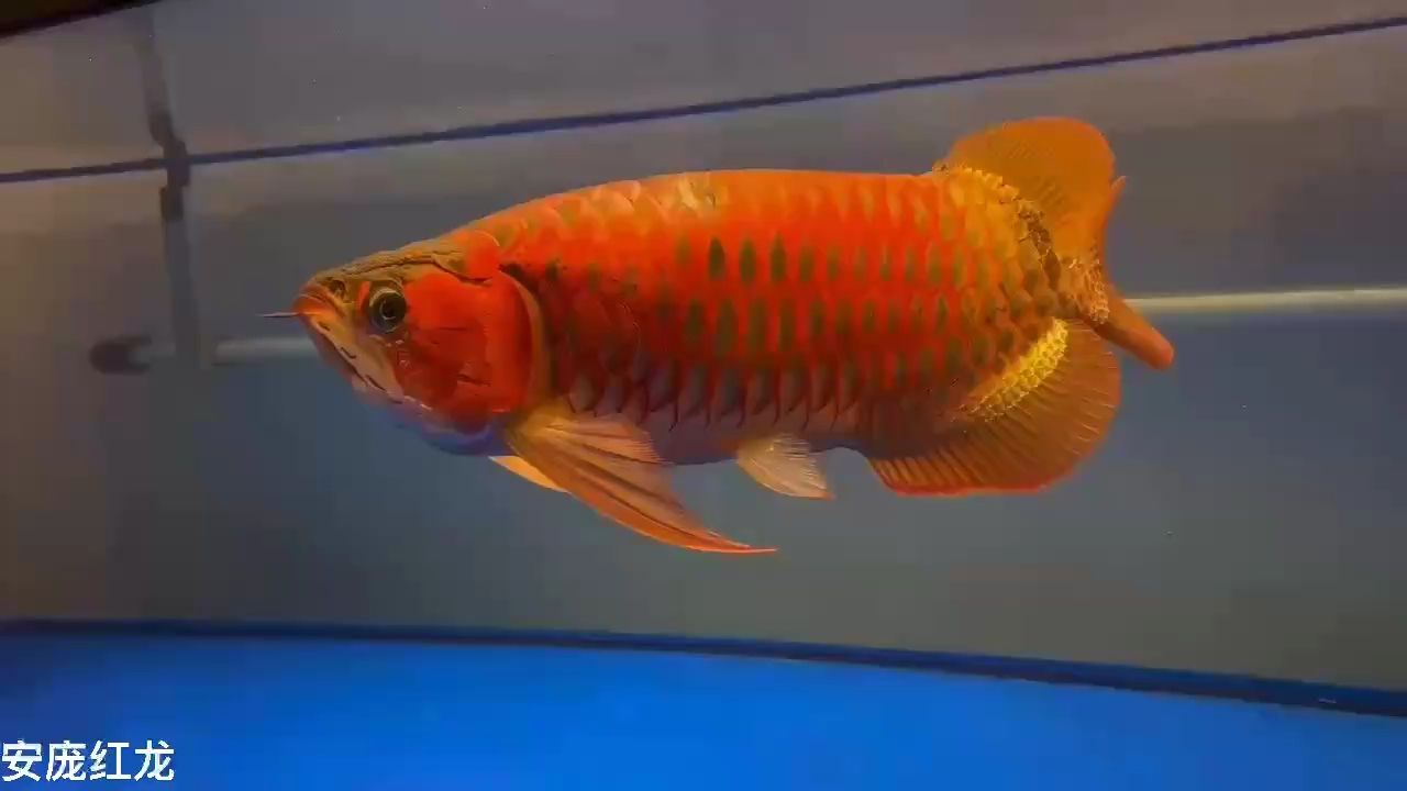 有些魚友說安龐紅龍不會紅 有些魚友說安龐紅龍不會紅 龍魚論壇