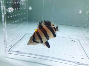 黑白皇冠魟魚(yú)ph多少：黑白皇冠魟魚(yú)適宜的ph值范圍是6.5-7.5
