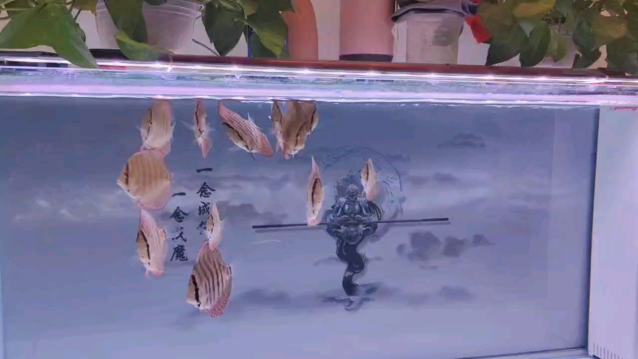 嚇我一激靈 嚇我一激靈 龍魚論壇