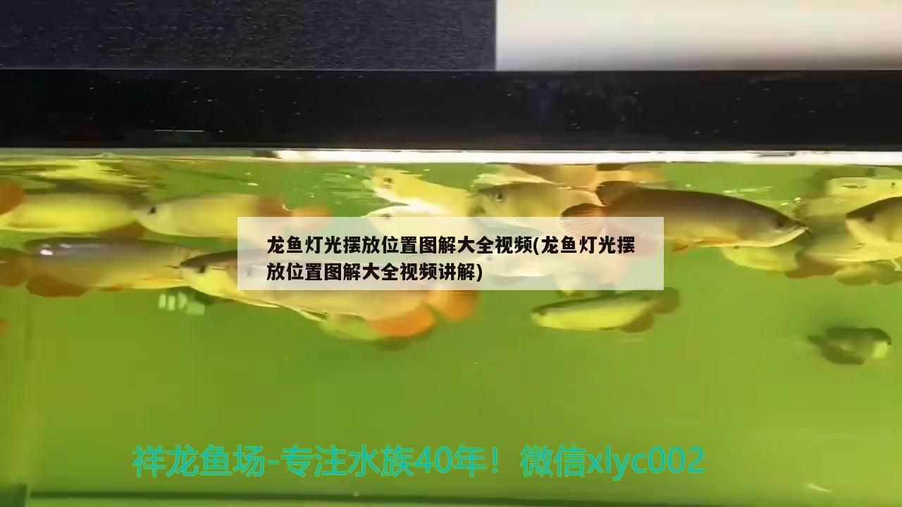 龍魚燈光擺放位置圖解大全視頻(龍魚燈光擺放位置圖解大全視頻講解)