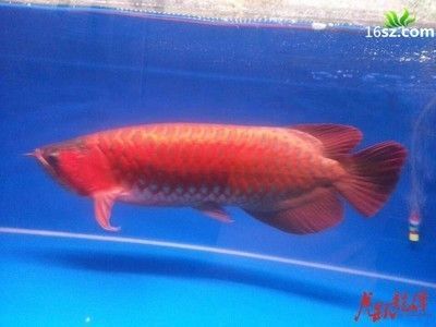 龍魚多少度合適繁殖后代