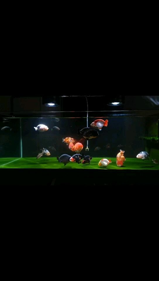 練手魚