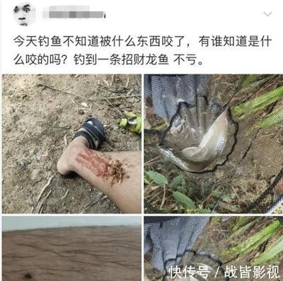龍魚被咬