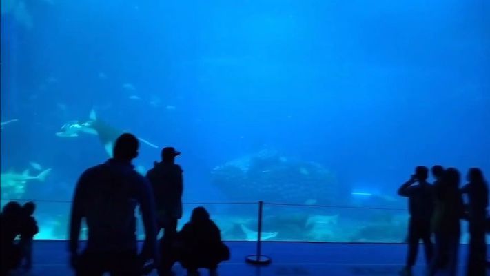 長隆水族館有什么魚（世界上最大的海洋主題公園之一長隆水族館海洋生物多樣性）