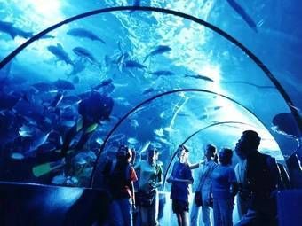 怎么開一家水族館（開一家水族館的詳細步驟和注意事項和注意事項） 怎么開一家水族館（開一家水族館的詳細步驟和注意事項和注意事項） 水族館百科（水族館加盟） 第4張