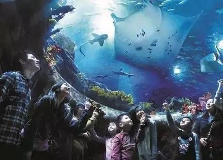 怎么開一家水族館（開一家水族館的詳細步驟和注意事項和注意事項） 怎么開一家水族館（開一家水族館的詳細步驟和注意事項和注意事項） 水族館百科（水族館加盟） 第5張