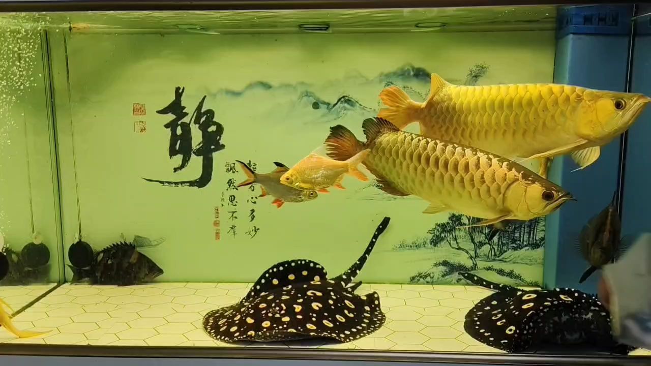 喂魚日常