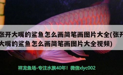 張開大嘴的鯊魚怎么畫簡筆畫圖片大全(張開大嘴的鯊魚怎么畫簡筆畫圖片大全視頻)