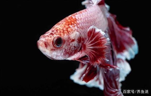 便宜好看的大型觀賞魚品種（世界十大最好養的大型觀賞魚） 便宜好看的大型觀賞魚品種（世界十大最好養的大型觀賞魚） iwish愛唯希品牌魚缸 第1張