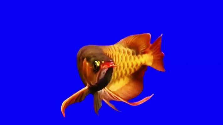 便宜好看的大型觀賞魚品種（世界十大最好養的大型觀賞魚） 便宜好看的大型觀賞魚品種（世界十大最好養的大型觀賞魚） iwish愛唯希品牌魚缸 第4張