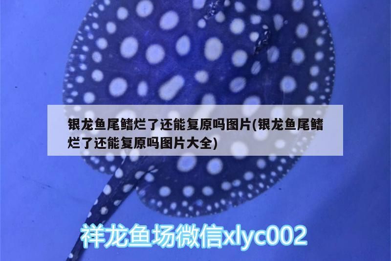 銀龍魚尾鰭爛了還能復原嗎圖片(銀龍魚尾鰭爛了還能復原嗎圖片大全) 銀龍魚尾鰭爛了還能復原嗎圖片(銀龍魚尾鰭爛了還能復原嗎圖片大全) 銀龍魚百科