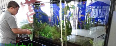 愛唯希魚缸和1號魚缸那個好一點（愛唯希魚缸和1號魚缸那個好一點呢）