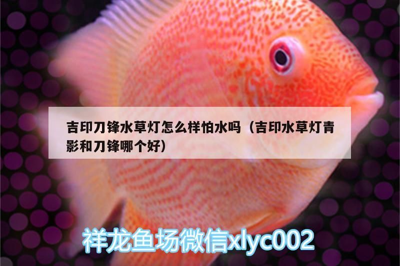 龍魚 吉印刀鋒水草燈怎么樣怕水嗎(吉印水草燈青影和刀鋒哪個好) 吉印水族 吉印刀鋒水草燈怎么樣怕水嗎(吉印水草燈青影和刀鋒哪個好) 吉印刀鋒水草燈怎么樣怕水嗎(吉印水草燈青影和刀鋒哪個好) 吉印水族