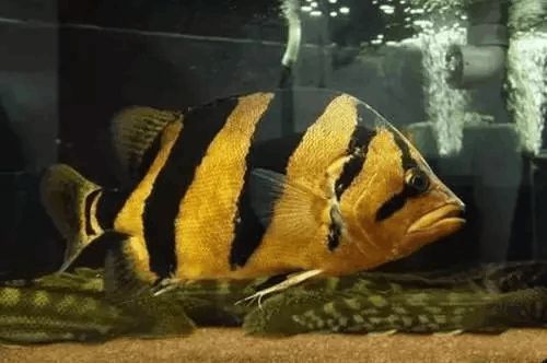 四紋虎魚壽命延長的飼養技巧，四紋虎魚的壽命受多種因素影響