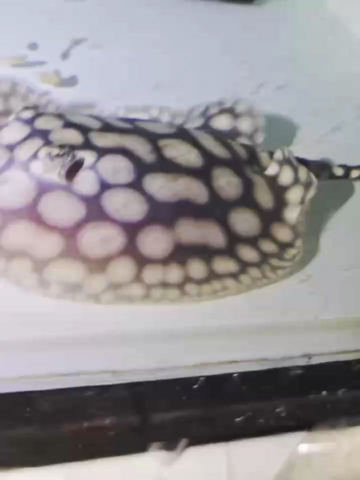 魟魚 秋去冬來 月如風 能否陪我過個冬 龍魚論壇 秋去冬來 月如風 能否陪我過個冬 秋去冬來 月如風 能否陪我過個冬 龍魚論壇