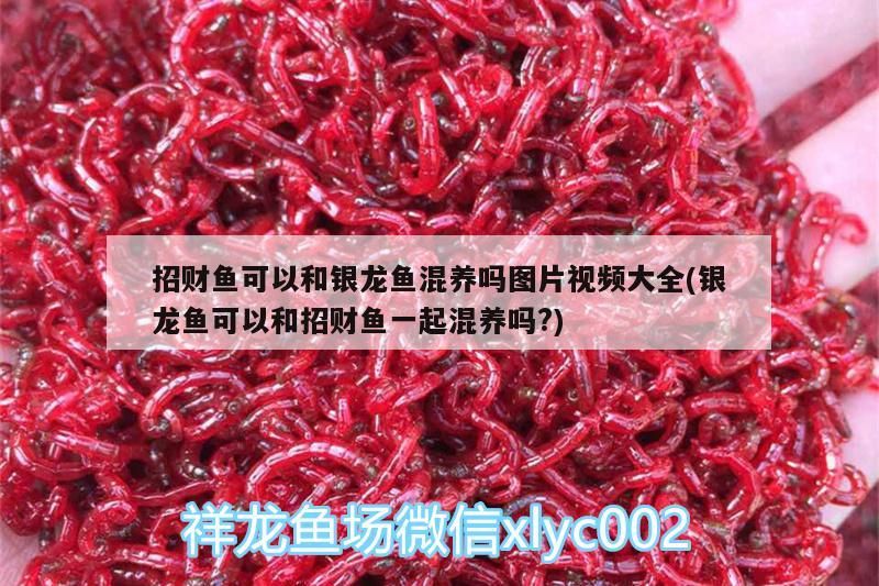 招財魚可以和銀龍魚混養嗎圖片視頻大全(銀龍魚可以和招財魚一起混養嗎?)