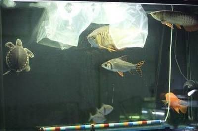 龍魚(yú)缸用什么顏色燈光好vs祥龍魚(yú)場(chǎng):龍魚(yú)缸燈光顏色對(duì)魚(yú)的影響 vs祥龍魚(yú)場(chǎng) 第3張 龍魚(yú)缸用什么顏色燈光好vs祥龍魚(yú)場(chǎng):龍魚(yú)缸燈光顏色對(duì)魚(yú)的影響 龍魚(yú)缸用什么顏色燈光好vs祥龍魚(yú)場(chǎng):龍魚(yú)缸燈光顏色對(duì)魚(yú)的影響 vs祥龍魚(yú)場(chǎng) 第3張