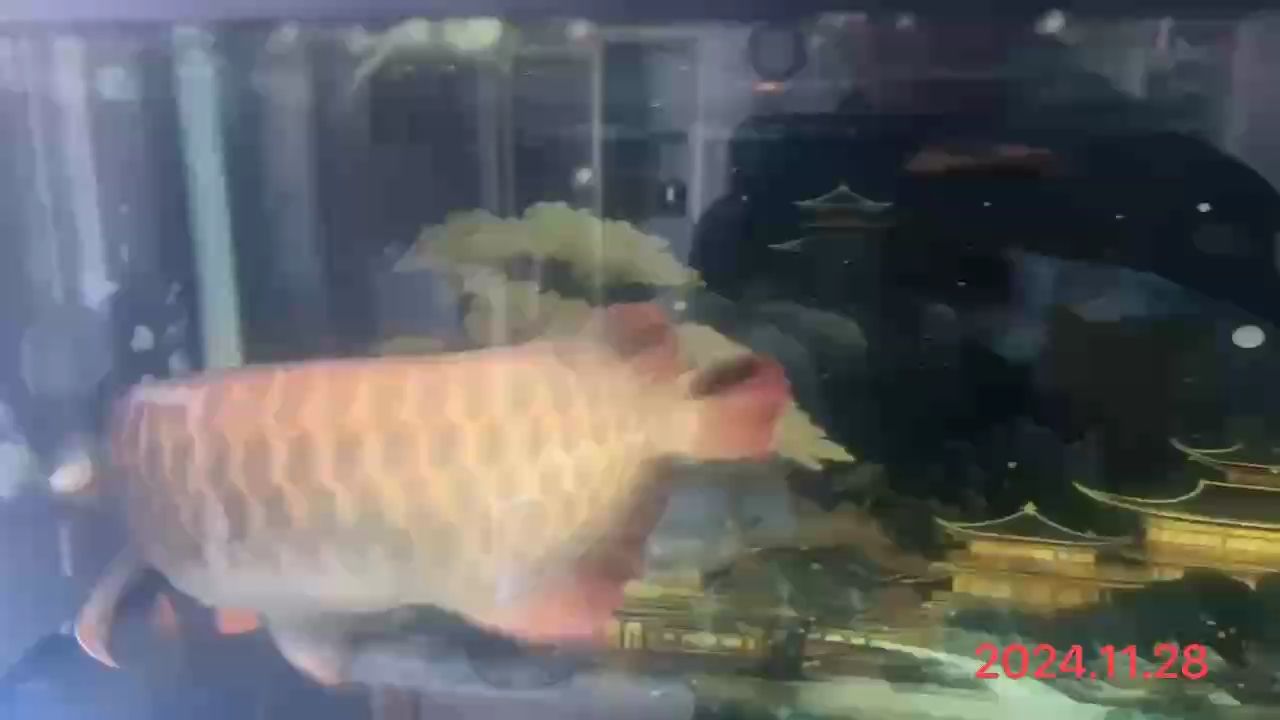 魚缸過濾器選購指南:自制魚缸過濾器魚缸上置過濾器對于養魚愛好者的必備知識 2024.11.28# 龍魚論壇 2024.11.28# 2024.11.28# 龍魚論壇
