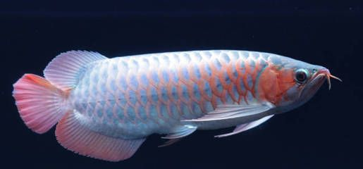 紅龍魚配什么魚一起養：紅龍魚混養的水質適合與紅龍魚混養的水質搭配技巧