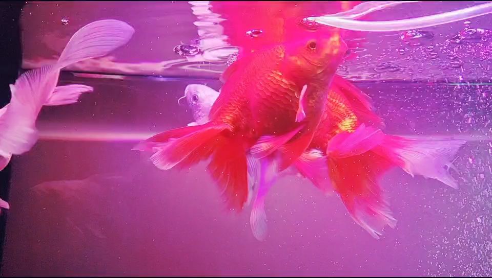 兩條蝴蝶鯉三條大鎏金混養，和諧相處！