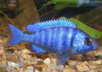 什么魟魚好養(yǎng)：魟魚的飼養(yǎng)情況 什么魟魚好養(yǎng)：魟魚的飼養(yǎng)情況 魟魚百科 第1張