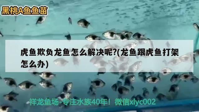 龍魚欺負其他魚vs祥龍魚場：祥龍魚場評價如何 龍魚欺負其他魚vs祥龍魚場：祥龍魚場評價如何 vs祥龍魚場 第5張
