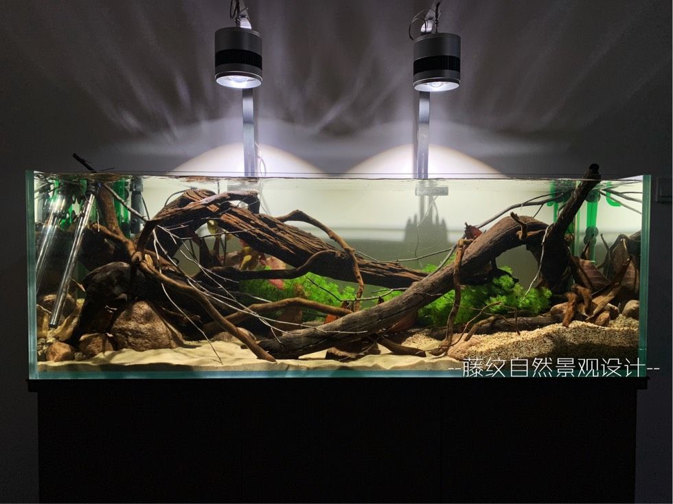 50公分魚缸造景：50公分魚缸造景的養(yǎng)護(hù)技巧在養(yǎng)護(hù)50公分魚缸造景的布局
