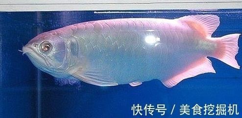 龍魚頭洞大白片要用多久vs祥龍魚場：龍魚頭洞大白片使用龍魚頭洞大白片的使用氧化亞銅氧化亞銅 龍魚頭洞大白片要用多久vs祥龍魚場：龍魚頭洞大白片使用龍魚頭洞大白片的使用氧化亞銅氧化亞銅 vs祥龍魚場 第4張