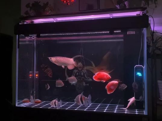 龍魚頭洞大白片要用多久vs祥龍魚場：龍魚頭洞大白片使用龍魚頭洞大白片的使用氧化亞銅氧化亞銅 龍魚頭洞大白片要用多久vs祥龍魚場：龍魚頭洞大白片使用龍魚頭洞大白片的使用氧化亞銅氧化亞銅 vs祥龍魚場 第5張