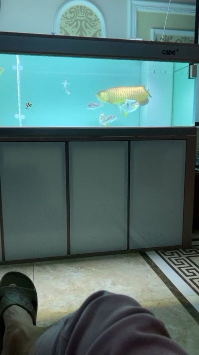 龍魚頭洞大白片要用多久vs祥龍魚場：龍魚頭洞大白片使用龍魚頭洞大白片的使用氧化亞銅氧化亞銅 龍魚頭洞大白片要用多久vs祥龍魚場：龍魚頭洞大白片使用龍魚頭洞大白片的使用氧化亞銅氧化亞銅 vs祥龍魚場 第23張
