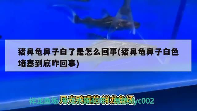 龍魚干蝦有營(yíng)養(yǎng)嗎 豬鼻龜鼻子白了是怎么回事(豬鼻龜鼻子白色堵塞到底咋回事) 豬鼻龜百科 豬鼻龜鼻子白了是怎么回事(豬鼻龜鼻子白色堵塞到底咋回事) 豬鼻龜鼻子白了是怎么回事(豬鼻龜鼻子白色堵塞到底咋回事) 豬鼻龜百科