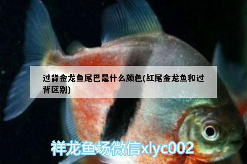 過背金龍魚尾巴是什么顏色(紅尾金龍魚和過背區別)
