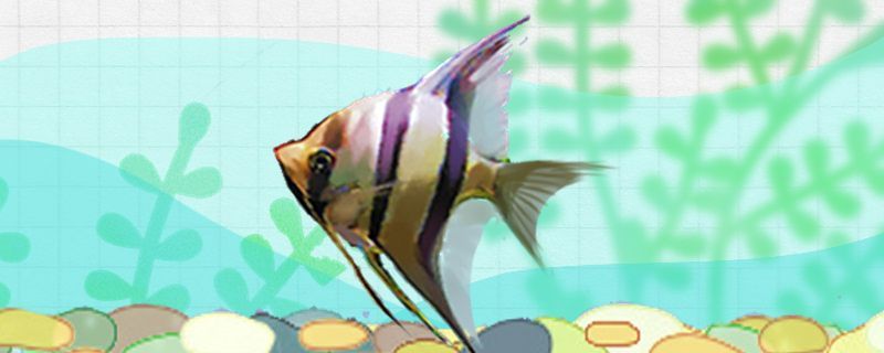 魚(yú)病了鹽水泡多長(zhǎng)時(shí)間魚(yú)泡鹽水的濃度是多少